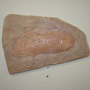 Art Carving Coelacanth Fossil Plate Hand Carved Fish Wall Mount Replica Ichthyology Paleontology Donosaur Classroom Ichthyosaur Jurrassic