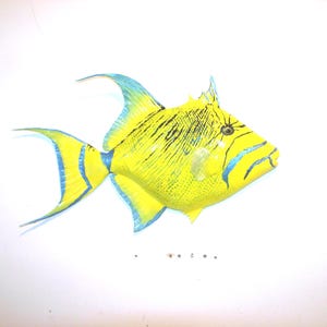 May include: A yellow and blue fish with black stripes. The fish has a long, pointed snout and a large, round body. The fish is on a white background.