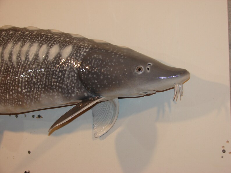 White Sturgeon Hand Carved Sculpter Wall Art Replica Mount 46.75 Long