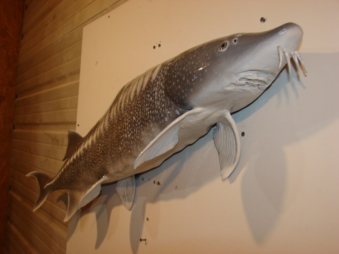 White Sturgeon Hand Carved Sculpter Wall Art Replica Mount 46.75 Long