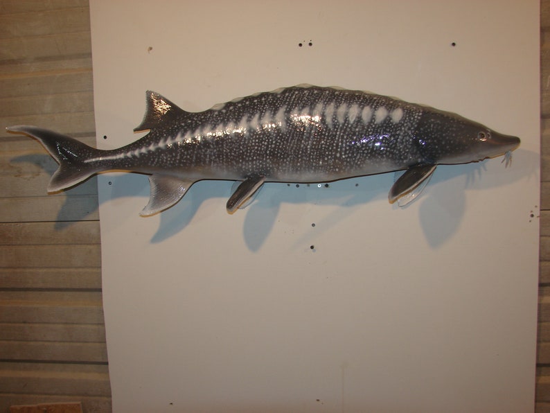 White Sturgeon Hand Carved Sculpter Wall Art Replica Mount 46.75 Long