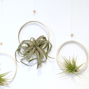 Handmade Ceramic  Round Air Plant Display Modern Airplant Holder Pottery Ring Hanging Planter Display for Air Plants Tillandsia Xerographica