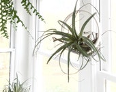 Airplant Ring Cradle Sling Hanging Planter Display for Air Plant MADE TO ORDER airplantring airplantdisplay