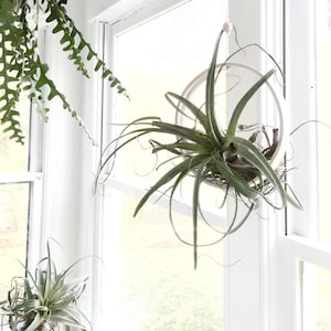 Sculptural Planter — Handmade Porcelain Wall Ring for Air Plants, Hanging Tillandsia Sling in Ten Hand Painted Colors Bild 1