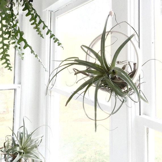 Air Plant Sling — Handmade Porcelain Hanging Ring for Tillandsia, Boho Airplant Holder and Modern Wall Display