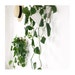 see more listings in the PLANTERS section