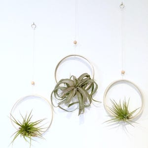 Sculptural Planter — Handmade Porcelain Wall Ring for Air Plants, Hanging Tillandsia Sling in Ten Hand Painted Colors Bild 4