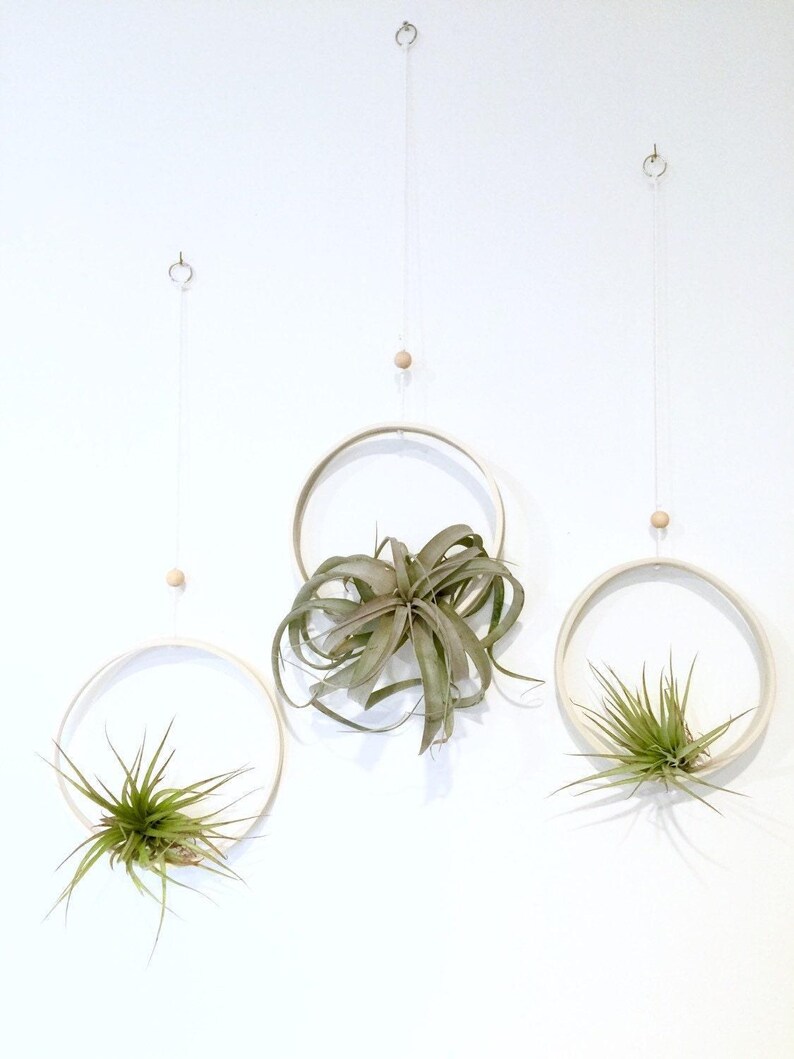 Sculptural Planter — Handmade Porcelain Wall Ring for Air Plants, Hanging Tillandsia Sling in Ten Hand Painted Colors Bild 4