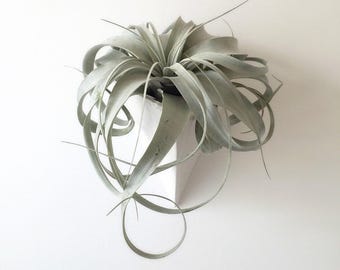 Modern Wall Planter — Handmade Ceramic Wall Mounted Plant Pocket, Minimal Hanging Planter for Succulents, Trailing Plants and Herbs