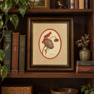 Signed Ray Harm Cardinal Sunflower 1969 Vintage Wildlife Print Framed Cardinal Bird Art