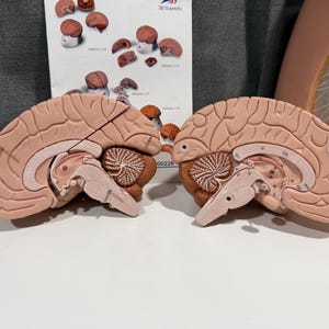 May include: Two anatomical brain models showing the medial view of the human brain. Each model is beige with detailed sulci and gyri, featuring a visible cerebellum and brainstem. A 3B Scientific instructional card is positioned behind the models.
