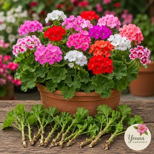May include: A terracotta pot filled with a vibrant cluster of multi-coloured geranium flowers in shades of red, pink, white, and purple, accompanied by several green geranium cuttings with stems laid out in front, featuring the text Youna Gardenia.