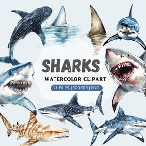 Watercolor shark clipart, sharks png, watercolor shark images, underwater images, sealife, instant download, commercial use, shark scrapbook