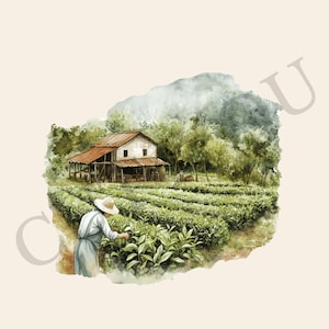 May include: A watercolour painting depicting a tea plantation with a small farmhouse in the background. A person wearing a straw hat is picking tea leaves from the bushes.
