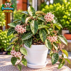 May include: A Hoya plant with variegated green and silver leaves in a white pot. The plant features clusters of small, star-shaped pale pink flowers with dark centres. A logo in the top left corner displays a koala and the text Koalalicious EST 2026.