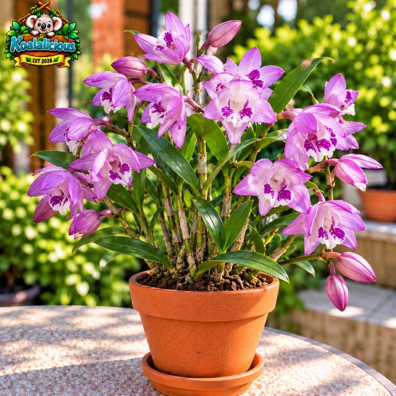 Dendrobium Kingianum Pink Rock Fragrant Lilac Orchid Rooted Plant 15cm ...