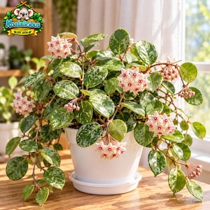 May include: A Hoya plant with variegated green and white leaves in a white plastic pot. The plant features multiple clusters of star-shaped, pale pink flowers with dark red centres. The plant is positioned on a wooden surface near a window.