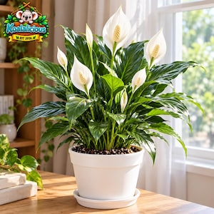 May include: A peace lily plant with dark green, glossy leaves and multiple white spathes with yellow spadices, potted in a smooth white ceramic planter with a matching saucer. The plant features a logo in the top left corner reading Koalalicious.
