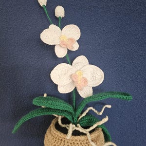 Op de afbeelding: Een gehaakte orchidee met twee grote witte bloemen met lichtroze en gele harten, twee kleine witte knoppen en diverse groene bladeren. De plant staat in een ronde, getextureerde beige gehaakte pot met witte garenwortels.
