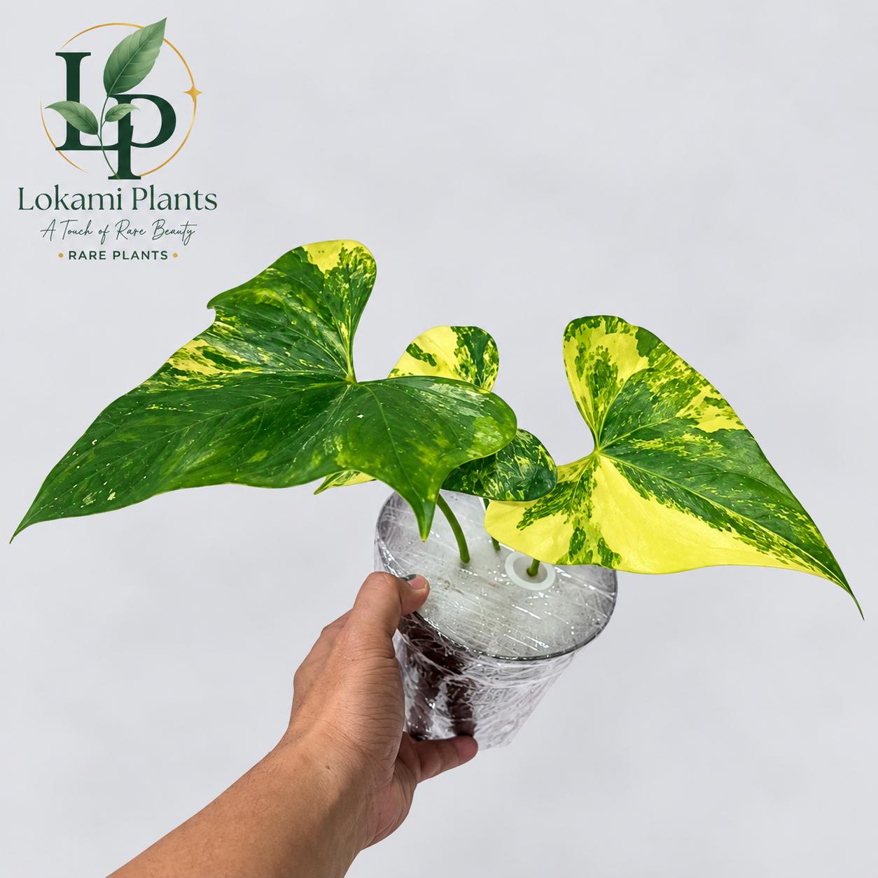 レア　アンスリウム　プテロダクティル斑入り Anthurium pterodactyl variegata - Etsy 日本