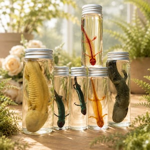 May include: Six clear glass cylindrical jars with silver screw-top lids, each containing a preserved aquatic creature in liquid. The specimens include a large pale yellow axolotl, two small dark green lizards, a bright orange skeleton, and a dark grey axolotl.