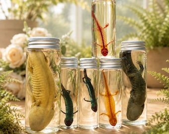 Ensemble de spécimens humides de salamandres véritables teintes, amphibiens rares provenant d'un élevage éthique.