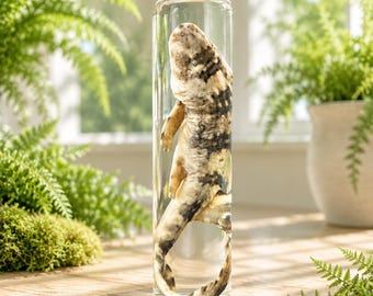 Echter Dornhai im Glas, ethisch einwandfrei gewonnen, natürlicher Tod, Meereskuriosität, gotisches Ausstellungsstück, Geschenk