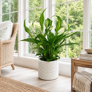 May include: A vibrant green peace lily plant with long, pointed leaves and a single white spathe, potted in a cylindrical white planter featuring a textured, braided rope-like exterior design, positioned on a light-colored wooden floor.