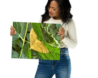 Fotografía macro de la polilla de concha amarilla / Arte mural de naturaleza / Póster fotográfico de insectos
