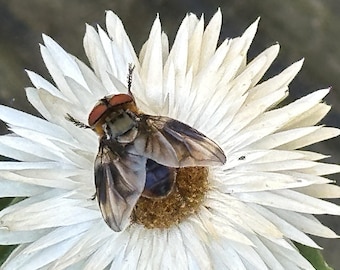 Impresión macro de una mosca taquínida sobre una flor / DESCARGA DIGITAL / Arte mural de naturaleza imprimible