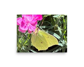 Fotografía macro de la mariposa azufre / Arte mural de naturaleza / Póster fotográfico de insectos