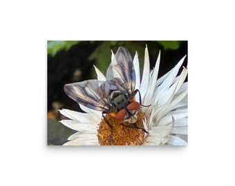 Fotografía macro de la mosca taquínida / Arte mural de naturaleza / Póster fotográfico de insectos