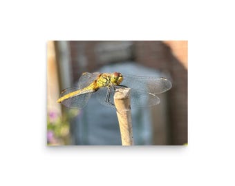 Fotografía macro de libélula dardo / Arte mural de naturaleza / Póster fotográfico de insectos