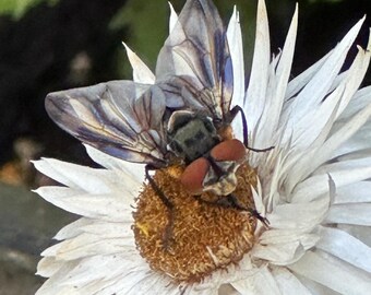 Impresión macro de mosca aquínida / DESCARGA DIGITAL / Arte mural de naturaleza imprimible