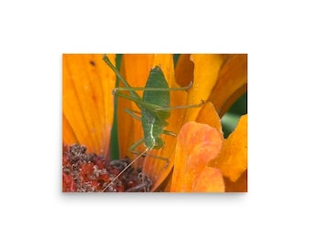 Speckled Bush-cricket Nymph Macro Photography Print | Nature Wall Art | Insect Photo Poster