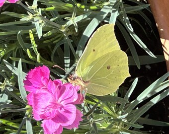 Impresión macro de mariposa azufre / DESCARGA DIGITAL / Arte mural de naturaleza imprimible