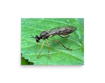 Robber Fly Macro Photography Print | Nature Wall Art | Insect Photo Poster