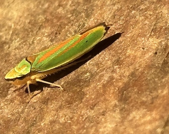 Impresión macro de un saltamontes de rododendro / DESCARGA DIGITAL / Arte mural de naturaleza imprimible
