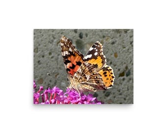 Impresión macro de la mariposa Vanesa de los cardos / DESCARGA DIGITAL / Arte mural de naturaleza imprimible