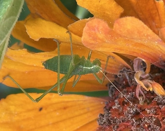 Impresión macro de ninfa de saltamontes moteado / DESCARGA DIGITAL / Arte mural de naturaleza imprimible
