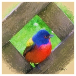 Painted Bunting, Colorful Bird, Tropical Bird, Painting Bunting Art, Tropical Art, Bird Painting, Bird Print, KORPITA