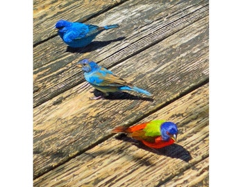 Indigo Bunting Art, Painted Buntings, colorful birds, Tropical Bird Art, Painting Bunting Art, Painted Bunting Print, Tropical Art, KORPITA