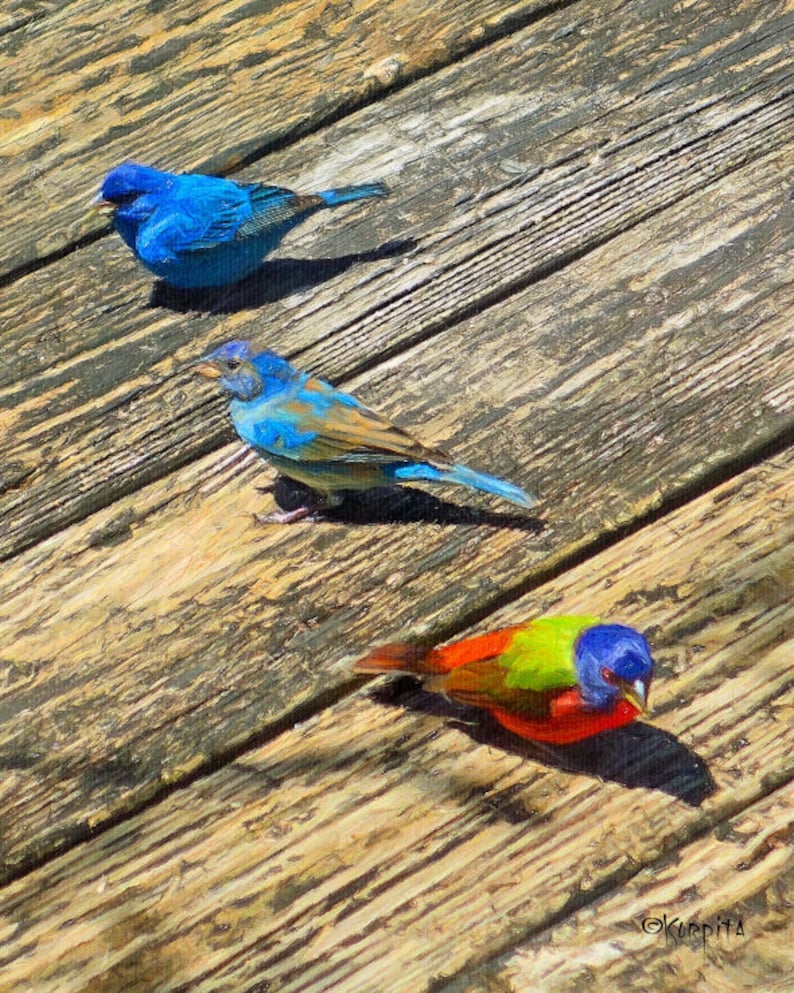 Indigo Bunting Art Painted Buntings Colorful Birds Tropical Etsy