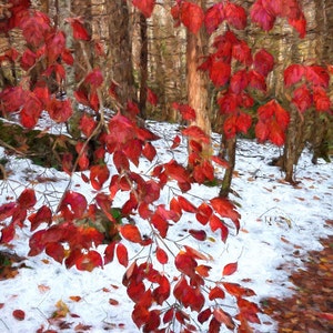 May include: A painterly depiction of a woodland scene, featuring striking red leaves set against snow and bare trees. The image showcases the contrast between autumn colours and winter elements, creating a scenic landscape.