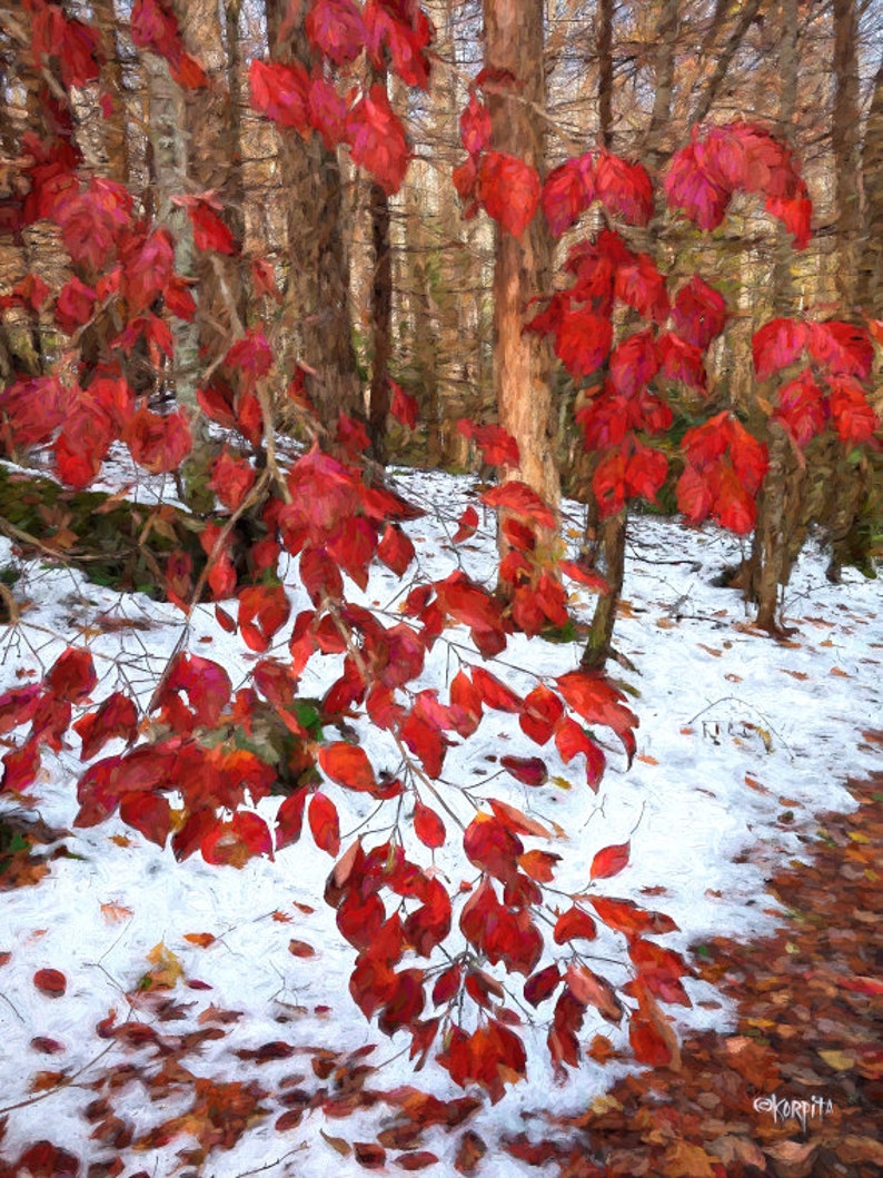 May include: A painterly depiction of a woodland scene, featuring striking red leaves set against snow and bare trees. The image showcases the contrast between autumn colours and winter elements, creating a scenic landscape.