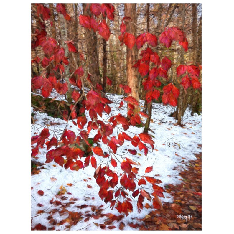May include: A painterly depiction of a woodland scene featuring vivid red leaves set against snow and bare trees. The image showcases the contrast of autumn colours with winter, creating a visually striking composition.