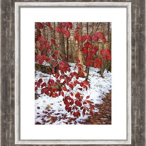 May include: A framed art print depicting a forest scene with vibrant red leaves and snow. The artwork is presented in a rustic, grey wooden frame. The image showcases the contrast between the red leaves and the snow-covered ground, creating a seasonal feel.