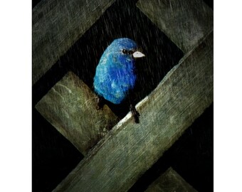 Indigo Bunting Night Rain Glicee Print Blue Bird 8x10 from original photograph - Indigo Rain - Korpita ebsq