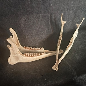 May include: Two off-white animal jawbones with visible teeth. One jawbone is positioned horizontally, showing the molars and the curved structure of the bone. The second jawbone is standing vertically, displaying the long, slender shape and teeth.