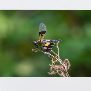 Pied Skimmer Dragonfly with Yellow Patterned Wings, Fine Art Macro Insect Photography Print, Naturalist Field Journal Nature Wall Art Decor